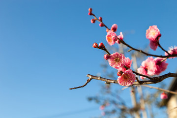 Beautiful flowering Japanese cherry - Sakura.