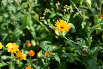 Bright orange calendula flowers in a summer garden on a sunny day closeup