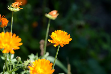 Bright orange calendula flowers in a summer garden on a sunny day closeup