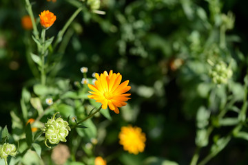 Bright orange calendula flower in a summer garden on a sunny day closeup