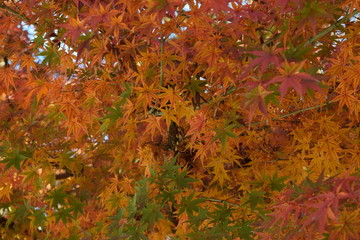 色とりどりのもみじ