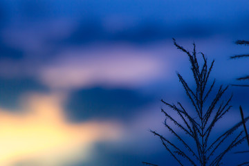 the plant leaf pattern close-up in nature, the leaf in nature abstract background