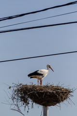 Cigueña aislas de pe en el nido