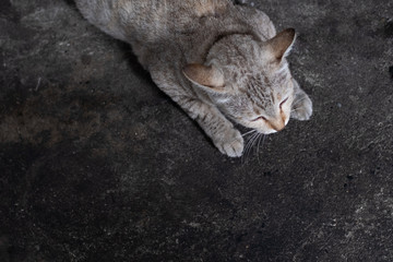 Top view cute cat lying relaxing sleeping on dark floor with copy space.