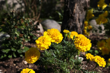 Beautiful blooming flowers yellow color.