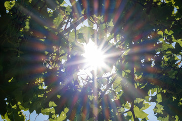 Sonnenstrahlen dringen durch dichtes Blätterwerk