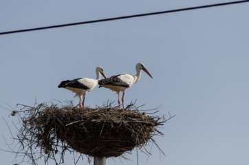 Dos cigueñas adultas en su nido junto a unos cables. Galicia, España.