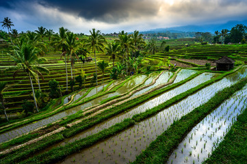 Jatiluwih rice terraces. The beautiful rice fields in bali have been designated the prestigious UNESCO world heritage site. Bali Rice Terraces. Indonesia