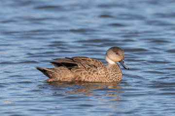 Grey Teal in Australasia