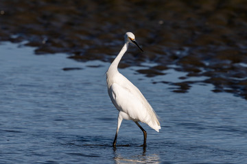 Little Egret in Australasia