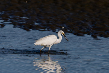 Little Egret in Australasia