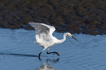 Little Egret in Australasia
