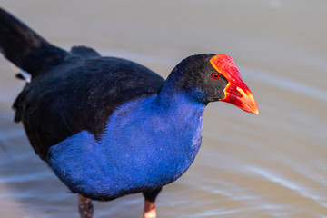 Purple Swamphen in Australasia