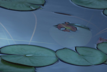 the lotus leaf pattern in pond, the leaf in nature