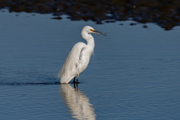 Little Egret in Australasia