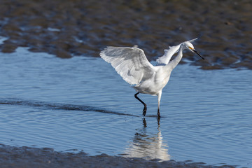 Little Egret in Australasia