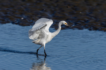 Little Egret in Australasia