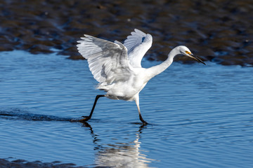 Little Egret in Australasia