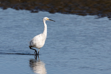 Little Egret in Australasia