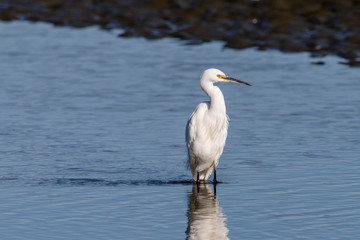 Little Egret in Australasia