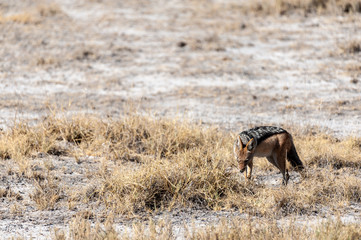 A side-striped Jackal -Canis Adustus- hunting for prey in Etosha National Park, Namibia.
