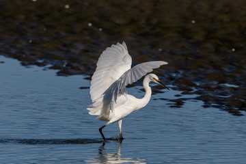Little Egret in Australasia