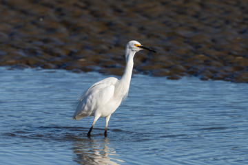 Little Egret in Australasia