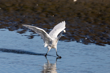 Little Egret in Australasia