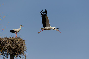 Obraz premium Una cigueña abandona volando el nido en el que permanece otra cigueña.