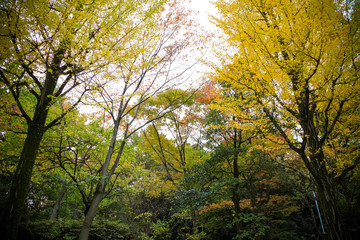 The colorful yellow ginko leaves branch tree., Golden leaves of gingko trees