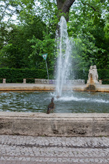 Fototapeta na wymiar Rundbrunnen Delphinbrunnen in Volkspark Friedrichshain, wild duck near the fountain, Berlin