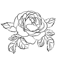 Rose sketch on white background