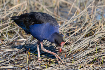 Purple Swamphen in Australasia