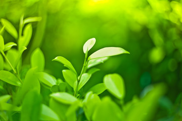 Green nature fresh spring background leaf green in the garden.Concept organic leaves green and clean ecology in summer sunlight plants .bokeh blurred bright natural background.selective focus