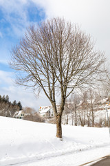 landscape with snow in winter in schluchsee, germany