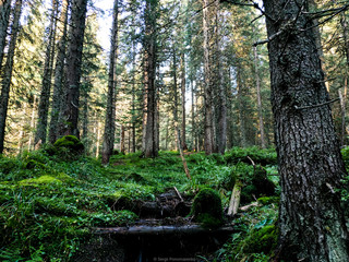path in the forest