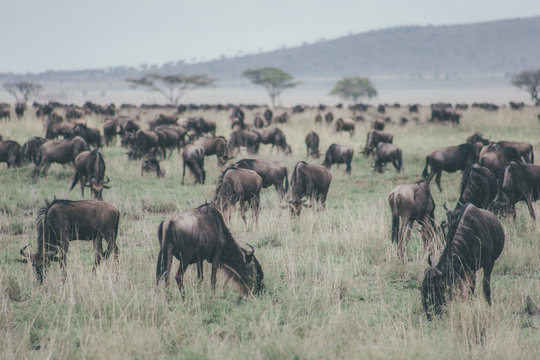 herd of wildebeest in serengeti national park tanzania africa