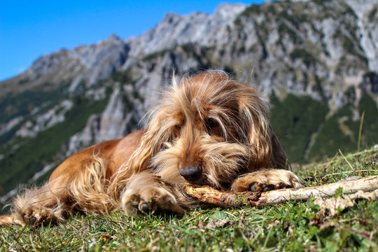 cocker spaniel welpe