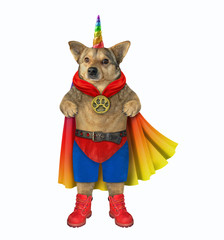 Obraz premium The dog super unicorn dressed in a colored cloak, boots and shorts. White background. Isolated.