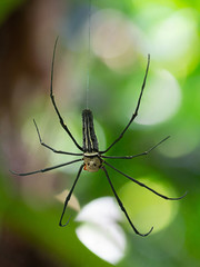 A black and yellow colour spider is photographed close up, macro picture,Natural background,spider and spider web. Spiders are creating spider it like a person .Selective focus