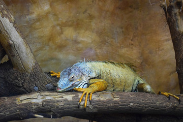 Iguana on a log in a terrarium.