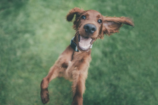 dog on grass
