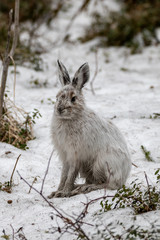 Changing Arctic Hare