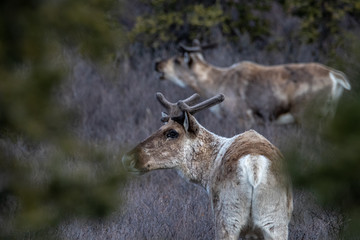 Young Caribou in Denali