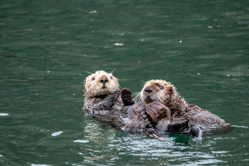 Otter Friendship