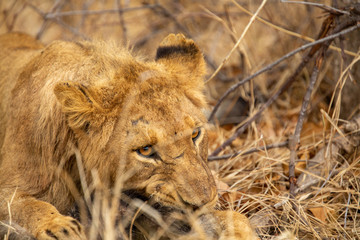 Young male lion playing with a dead honey badger that the pride had killed