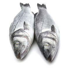 Fresh seabass fish on white background