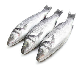 Fresh seabass fish on white background