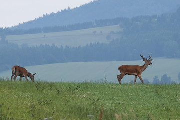 deer in the meadow neer forest