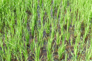 Rice seedlings in the Rice fields
